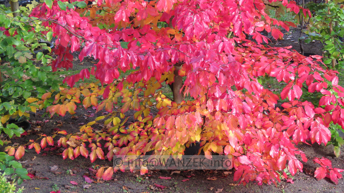 Parrotia persica 07.JPG